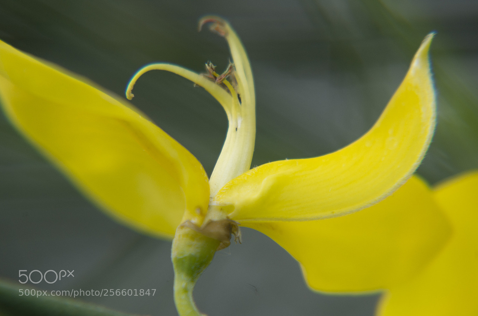 Pentax K-30 sample photo. Fiore di ginestra photography