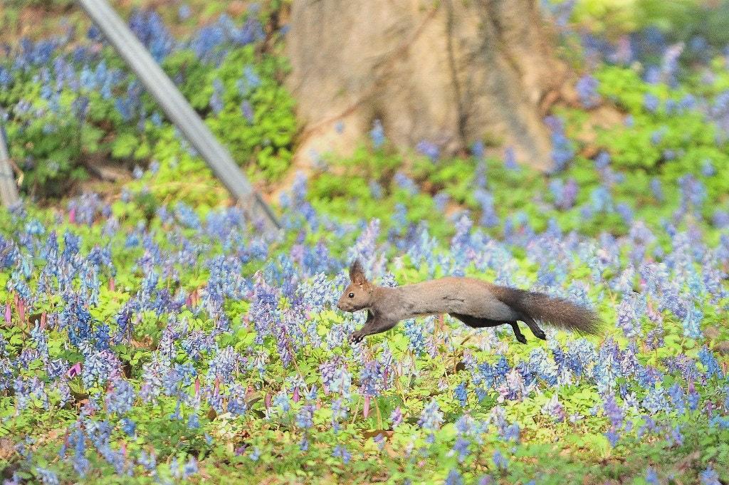 Nikon D3S + Sigma 50-500mm F4.5-6.3 DG OS HSM sample photo. 春がどこかに行っちゃう前に photography