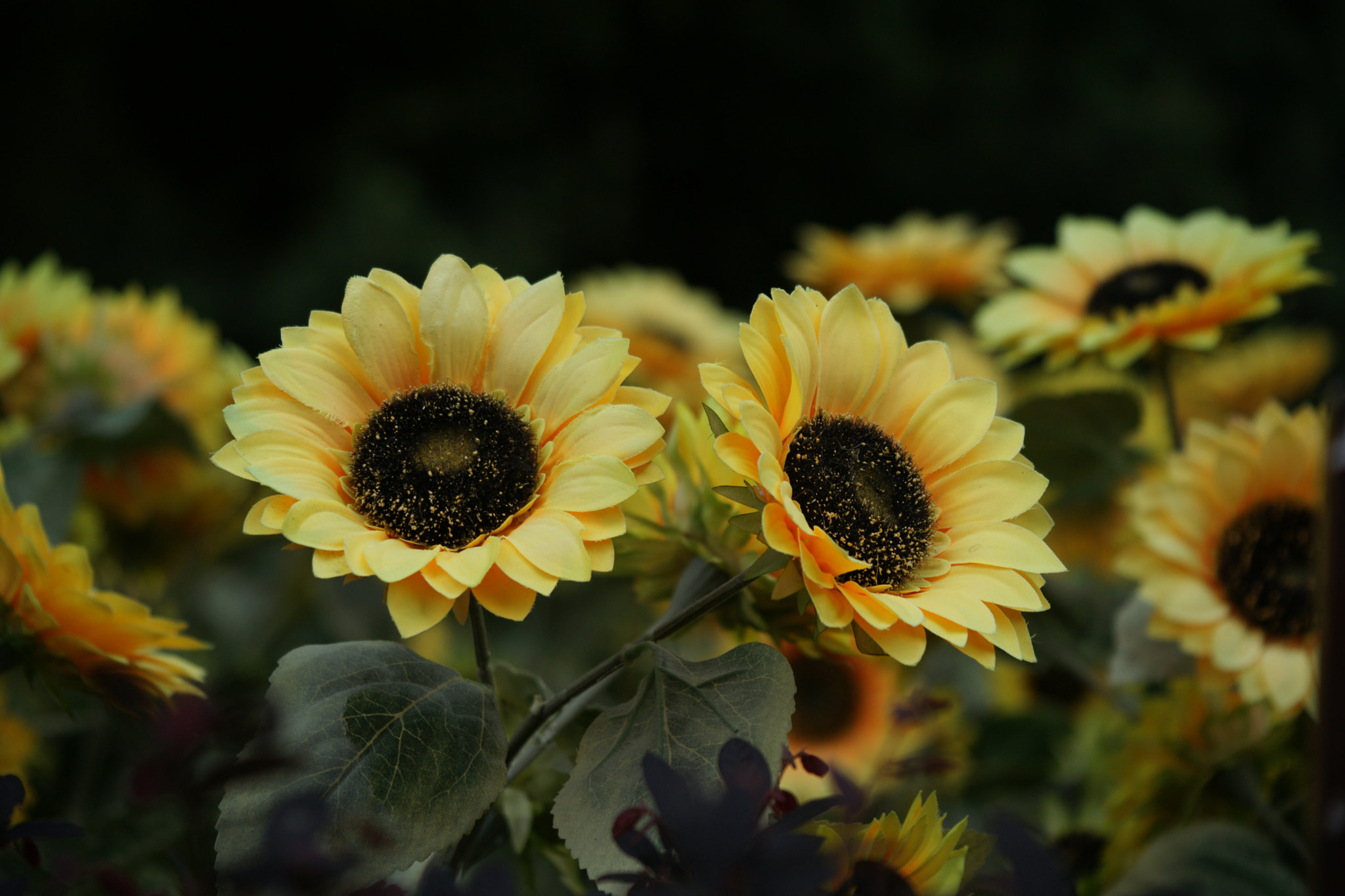 Sony Alpha DSLR-A900 sample photo. Sunflower photography