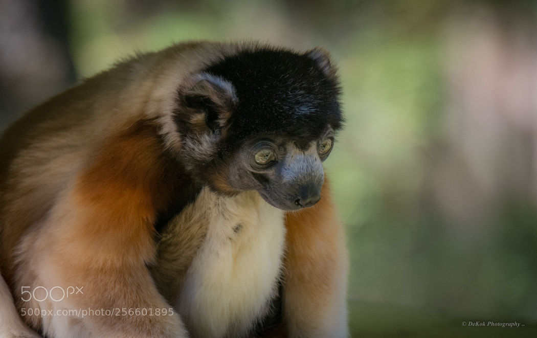 Nikon D500 sample photo. Kroonsifaka ... photography