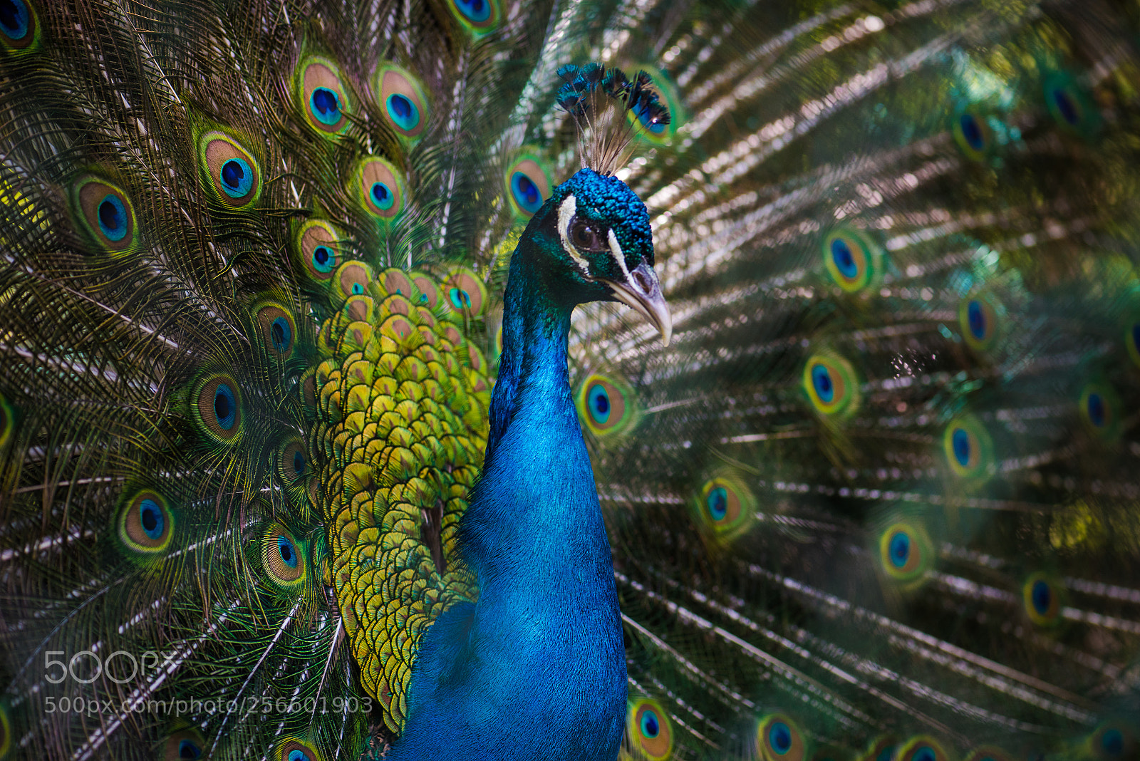 Nikon D750 sample photo. Peacock photography