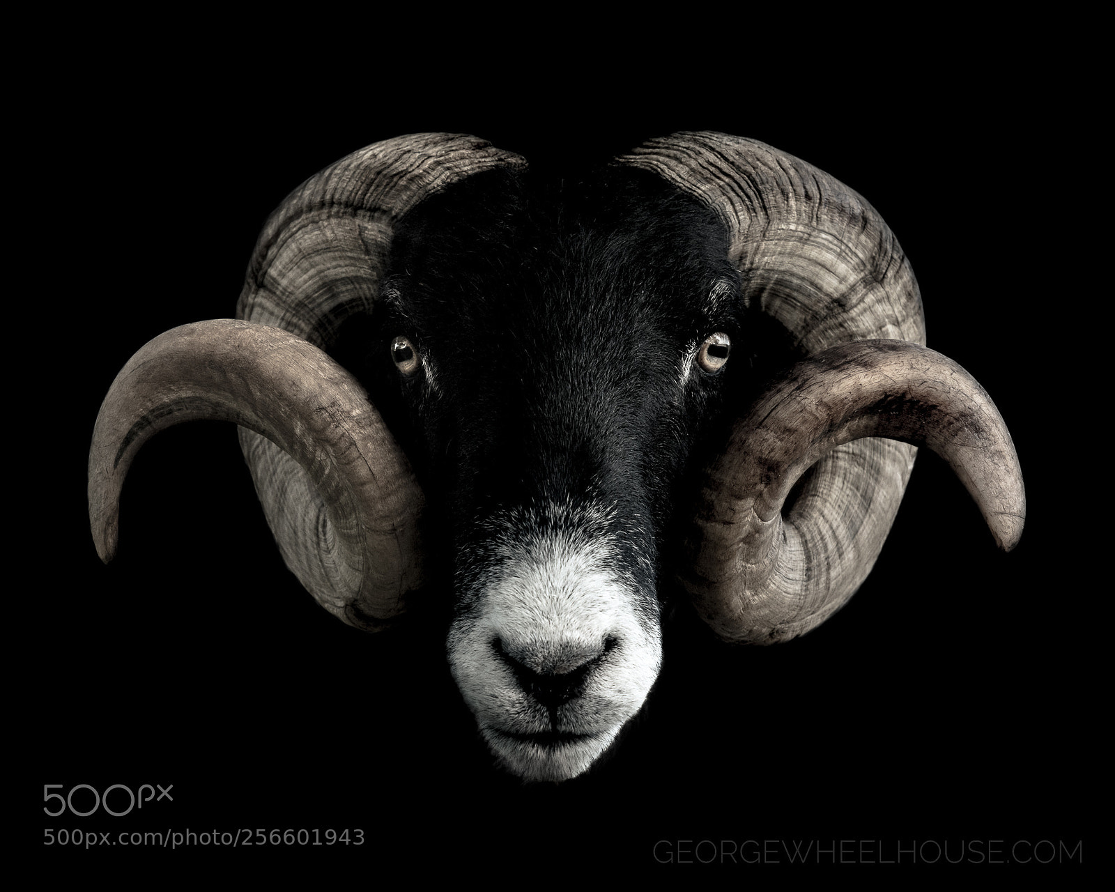 Nikon D800 sample photo. Swaledale on black photography