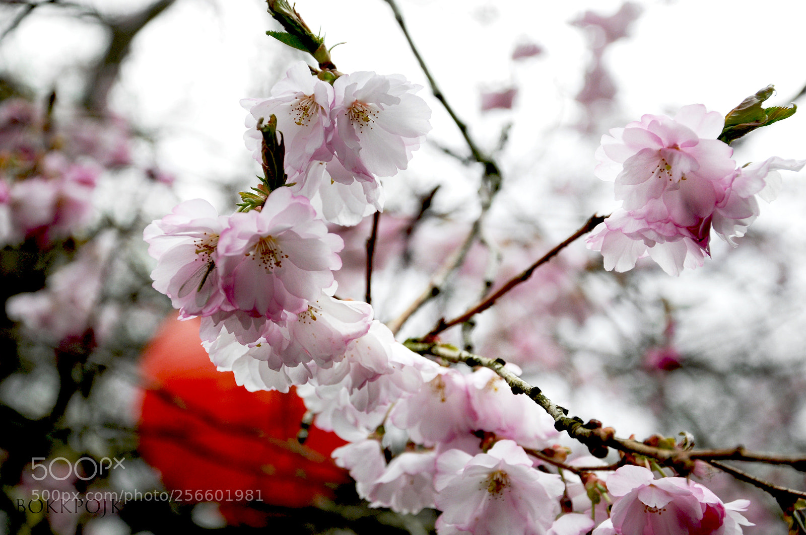Nikon D5000 sample photo. Sakura photography