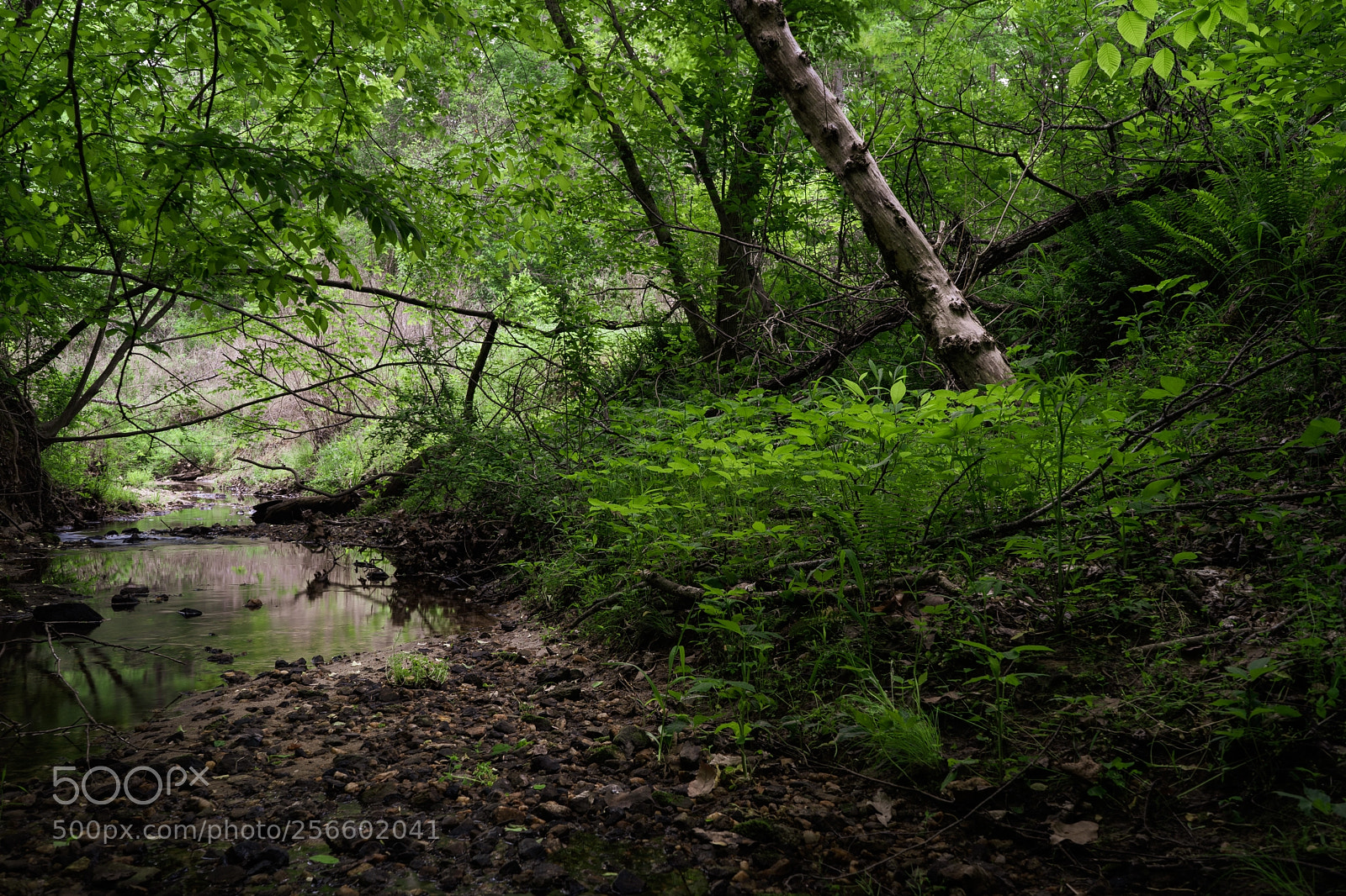 Sony a7 III sample photo. Hike by creek photography
