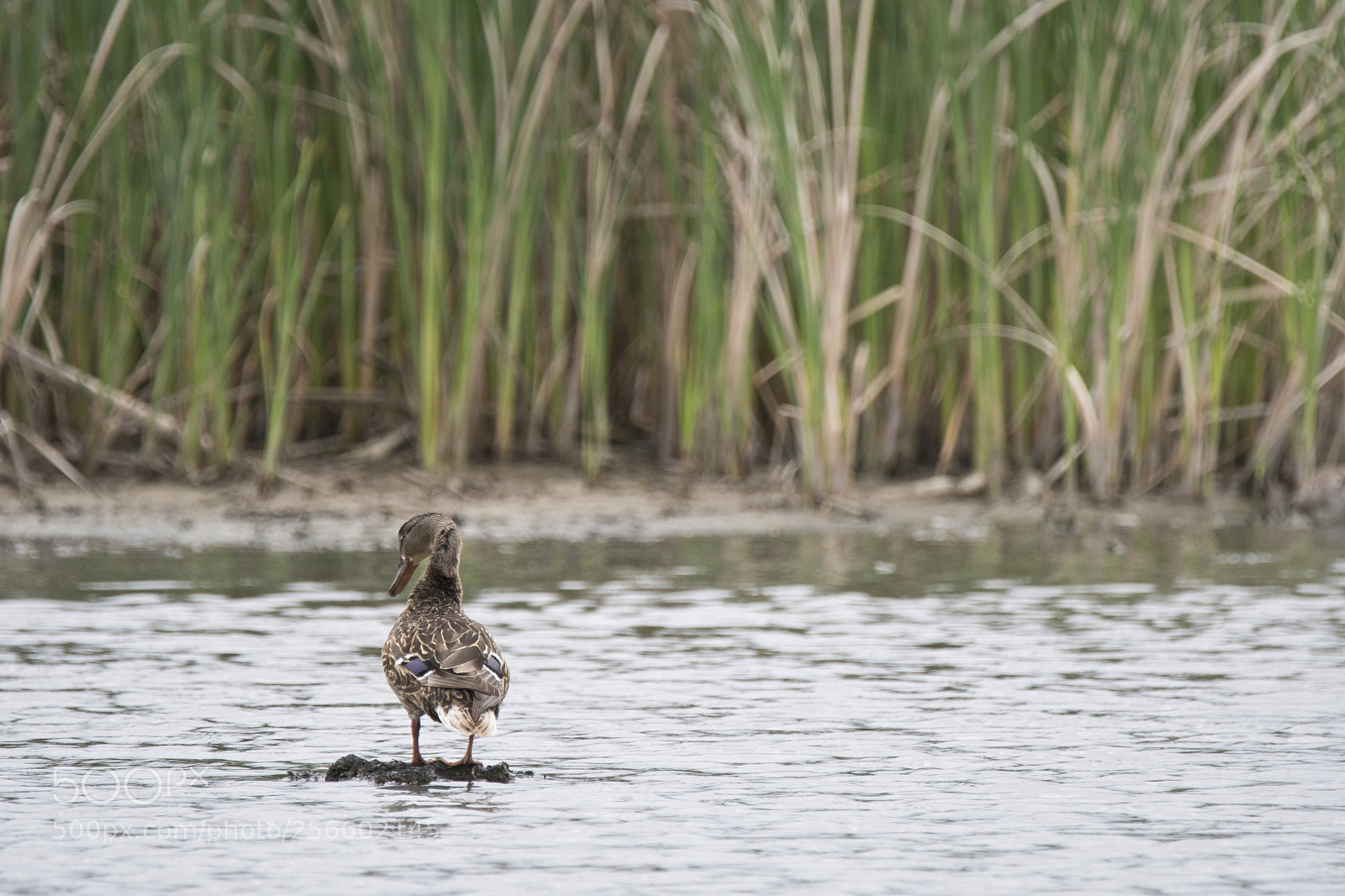 Sony a6300 sample photo. Female mallard - coyote photography
