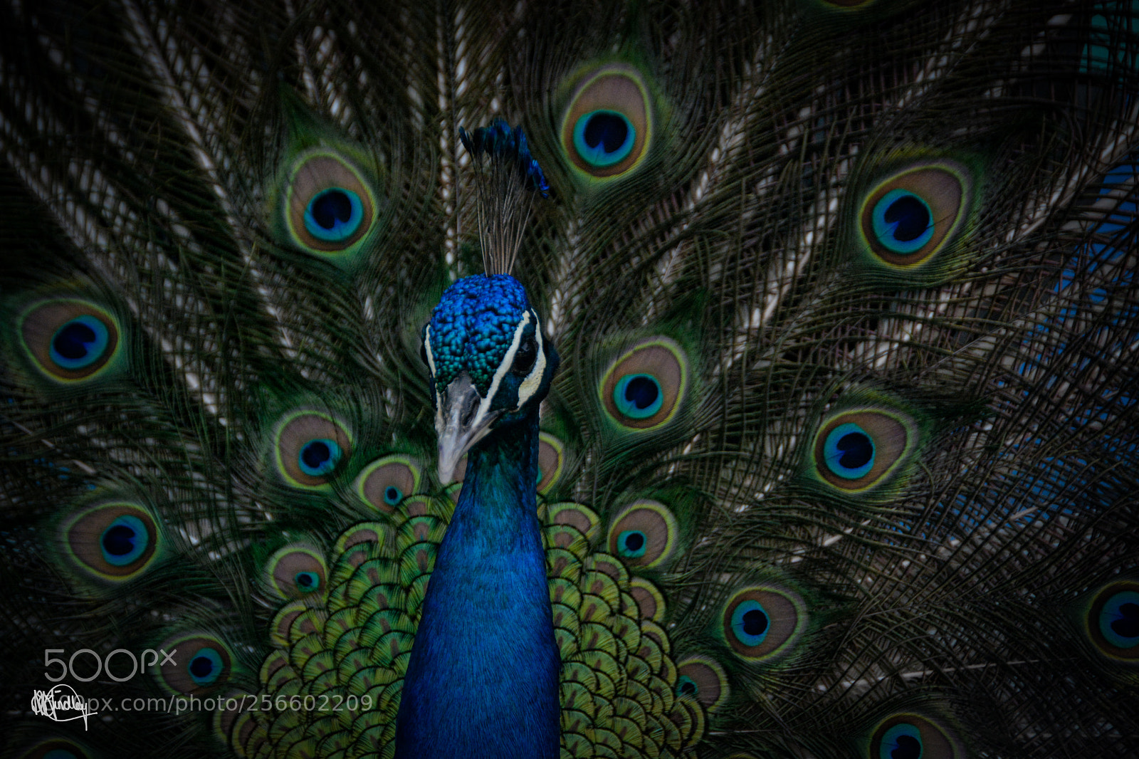 Nikon D7100 sample photo. Strutting peacock photography