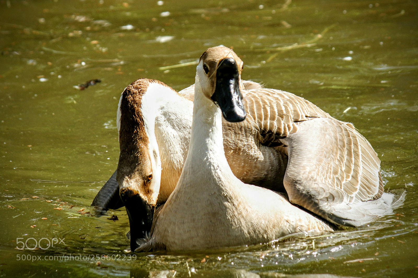 Canon EOS 7D Mark II sample photo. Love of birds photography