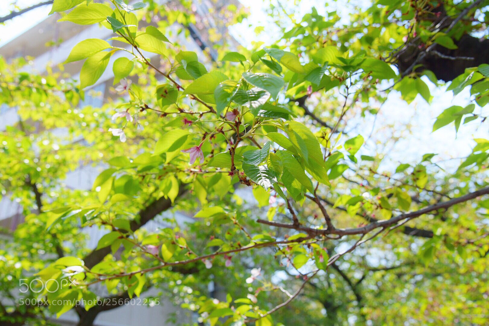 Nikon D750 sample photo. Hazakura photography