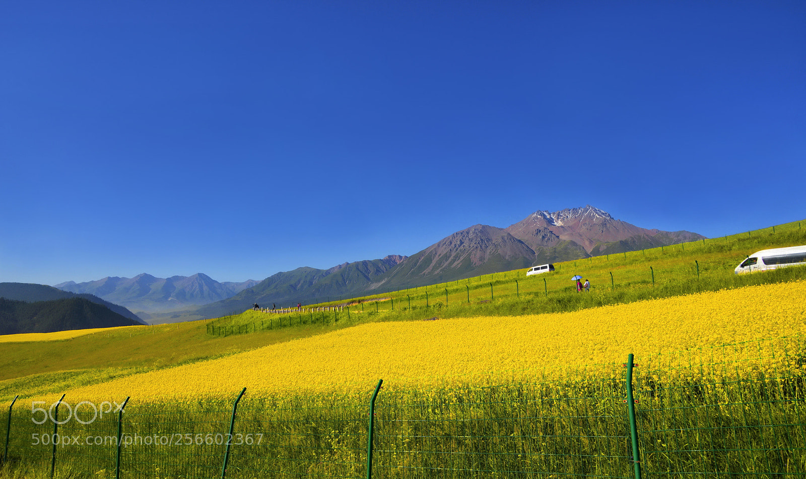 Nikon D600 sample photo. 蓝天下的艳黄 photography