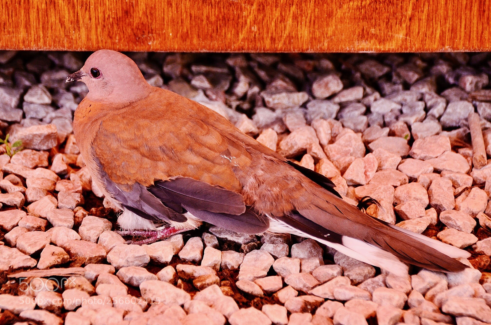 Nikon D7000 sample photo. Kumrucuk- dove photography