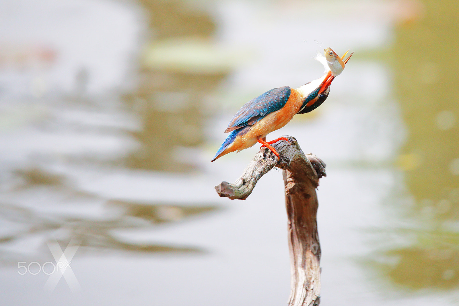 Canon EOS-1D X Mark II sample photo. Kingfisher photography