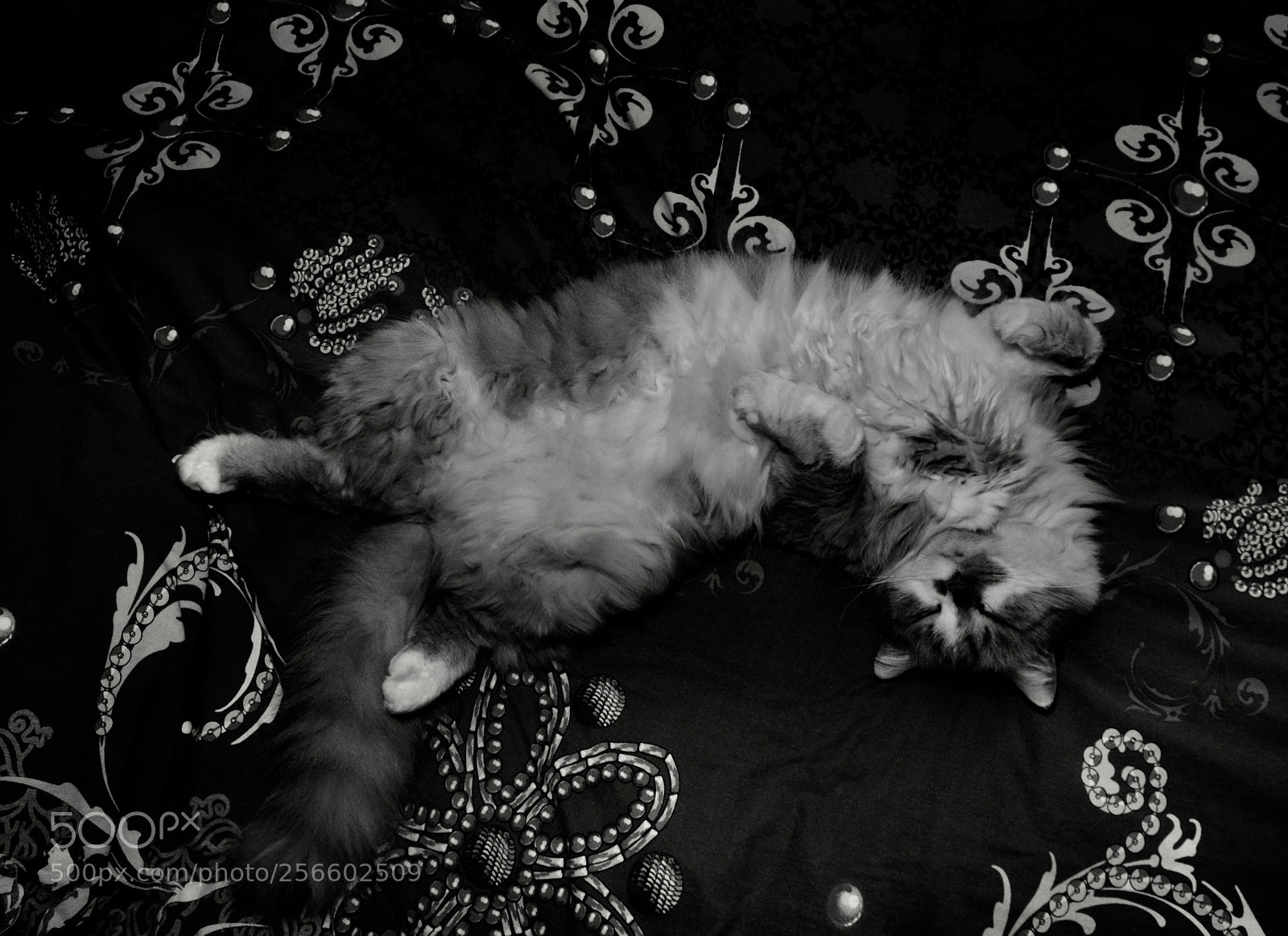 Nikon D5100 sample photo. Cat photography