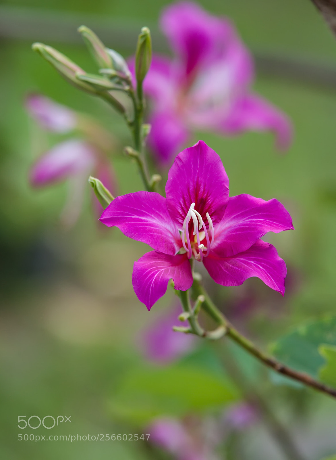 Canon EOS 5D Mark II sample photo. Purple flowers photography