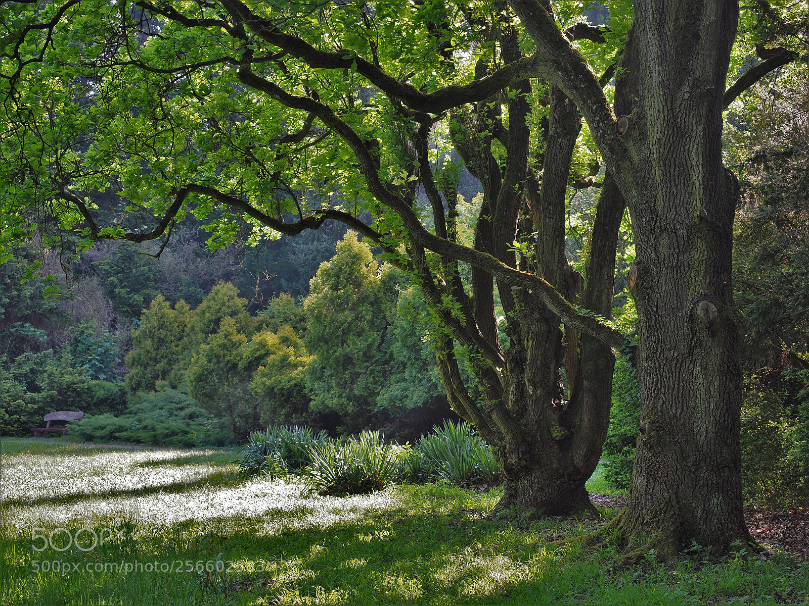 Olympus OM-D E-M1 Mark II sample photo. Morning sunshine photography