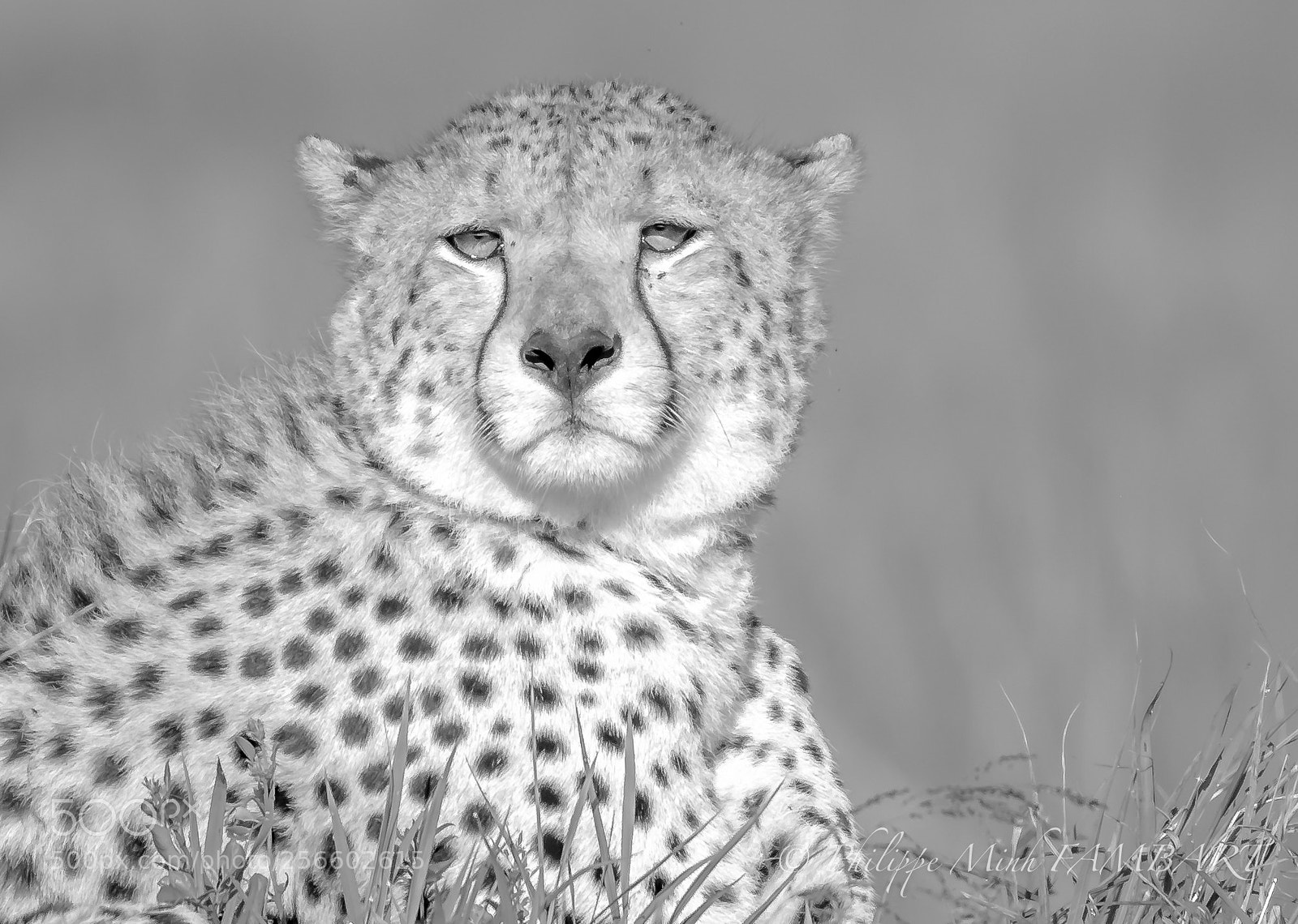 Canon EOS 5D Mark IV sample photo. Cheetah in a wildlife photography