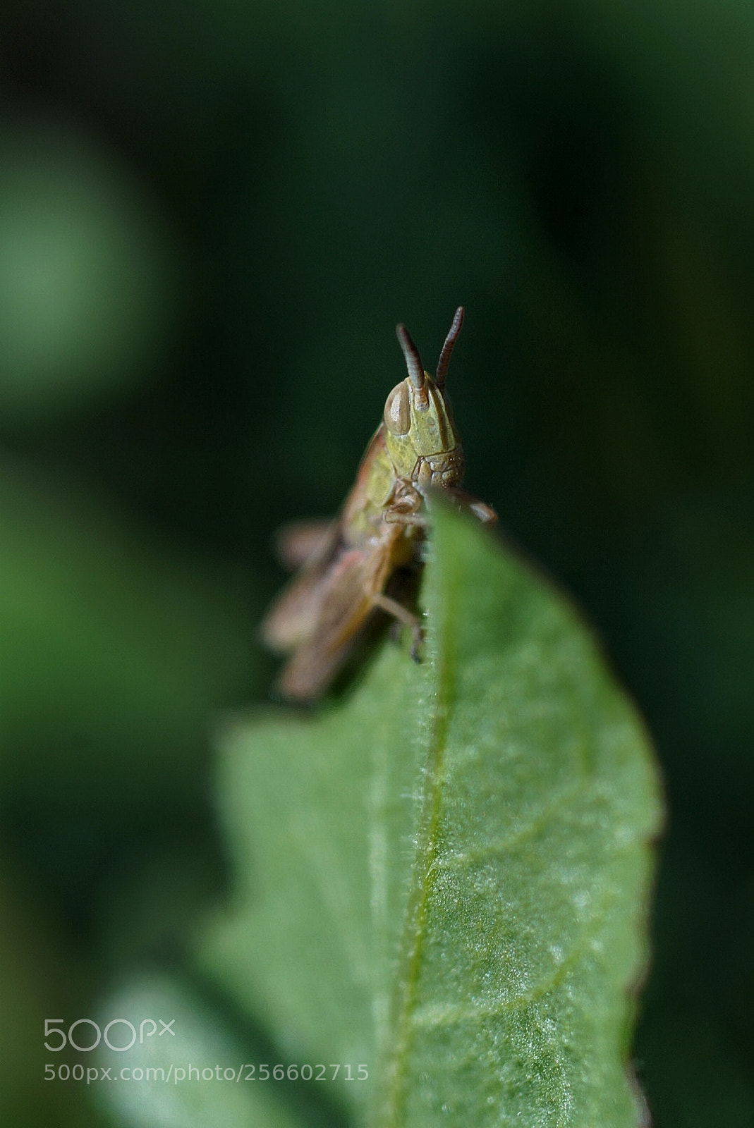 Sony SLT-A58 sample photo. Macromontes photography