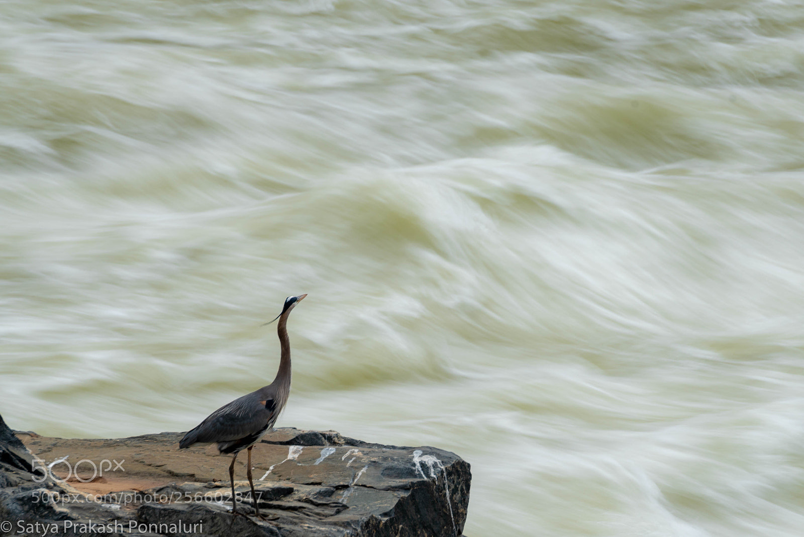 Nikon D750 sample photo. Symphony photography