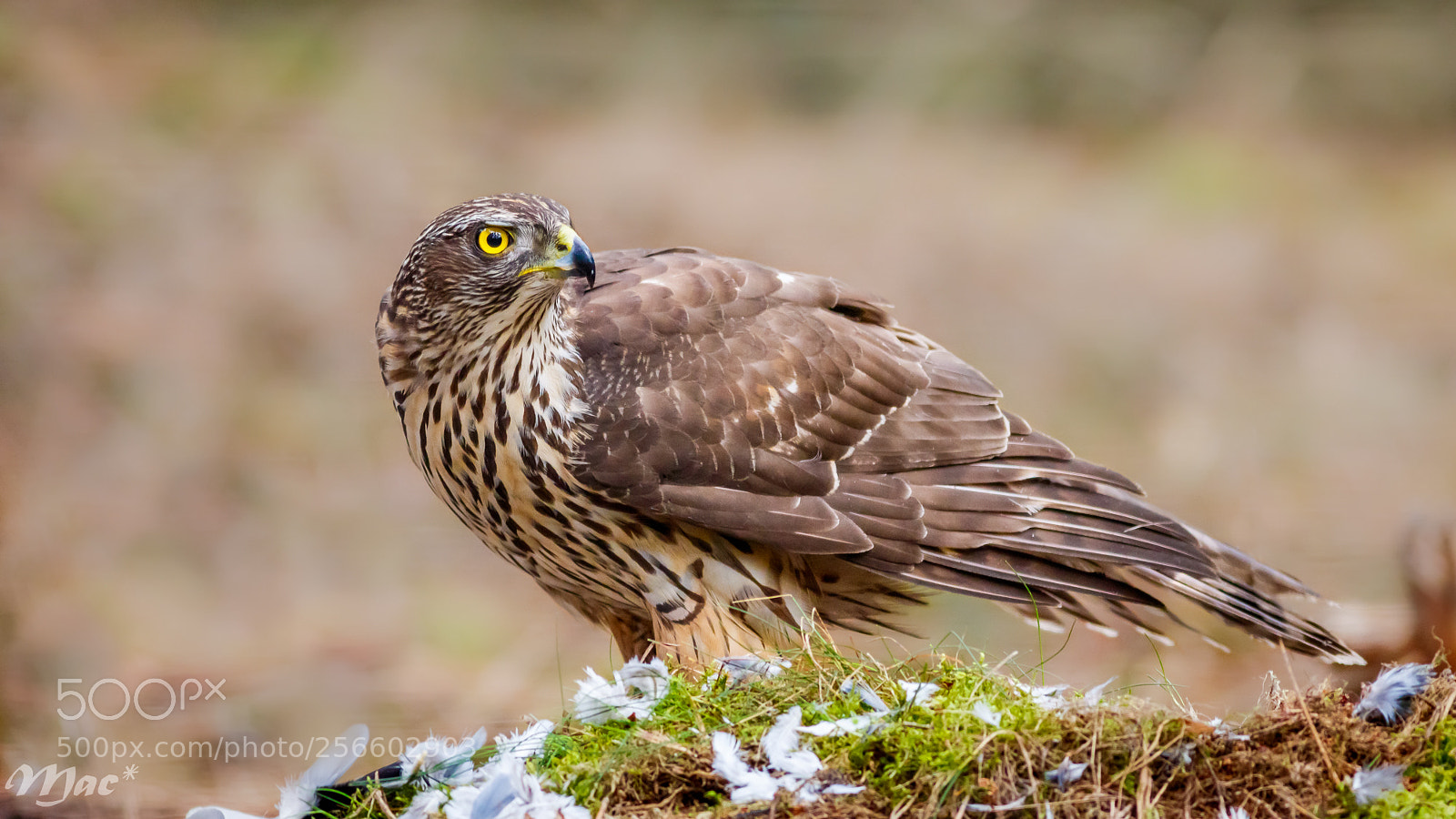 Canon EOS 7D Mark II sample photo. Northern goshawk photography