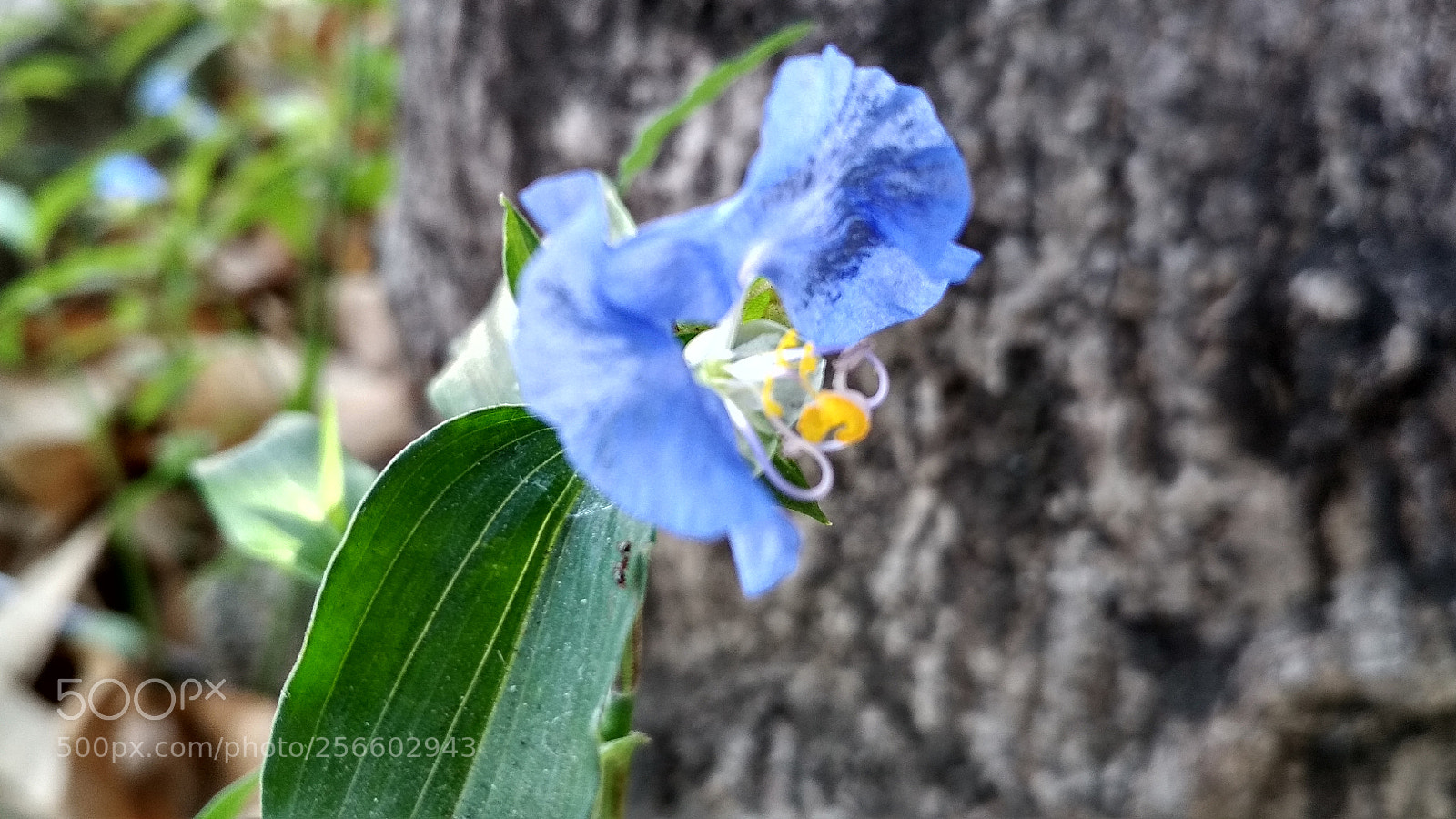 Xiaomi Redmi 4X sample photo. Untitled photography
