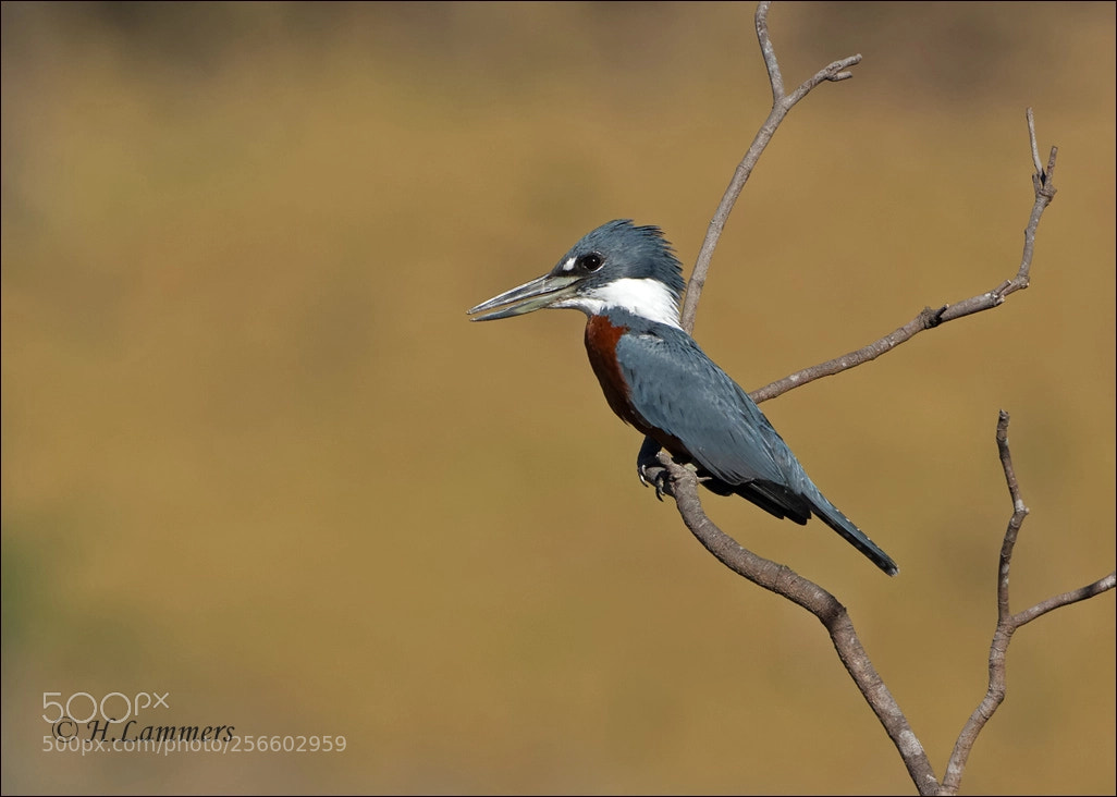 Canon EOS-1D Mark IV sample photo. Ringed kingfisher photography