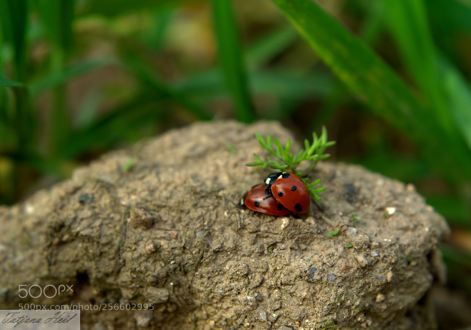 Nikon D3300 sample photo. Love photography