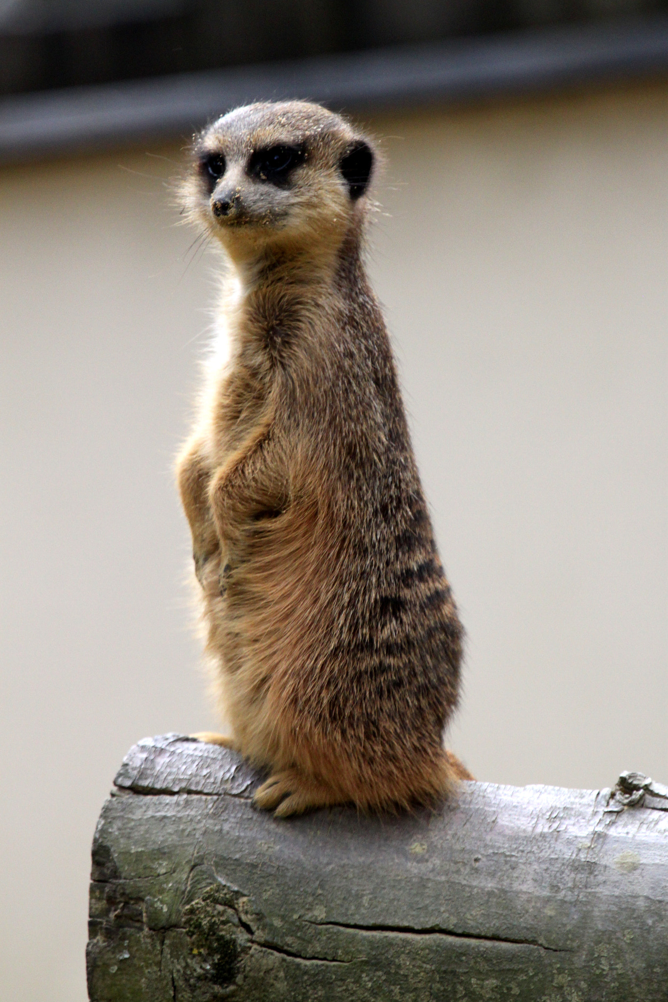 Canon EOS 500D (EOS Rebel T1i / EOS Kiss X3) + Canon EF 100-400mm F4.5-5.6L IS USM sample photo. Zoo amiens photography