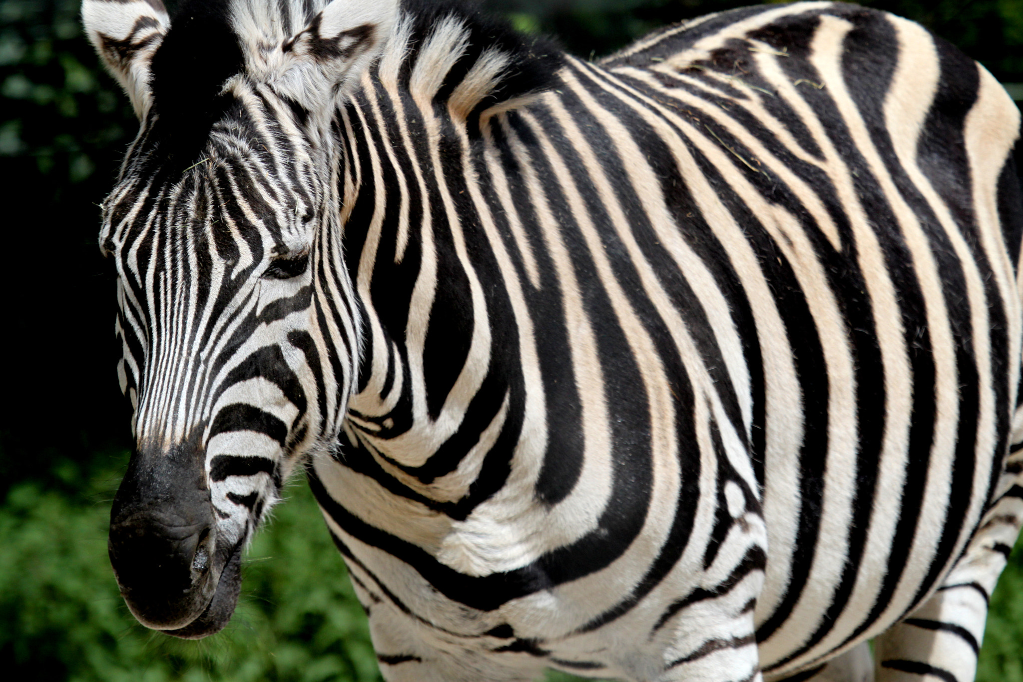 Canon EF 100-400mm F4.5-5.6L IS USM sample photo. Zoo amiens photography