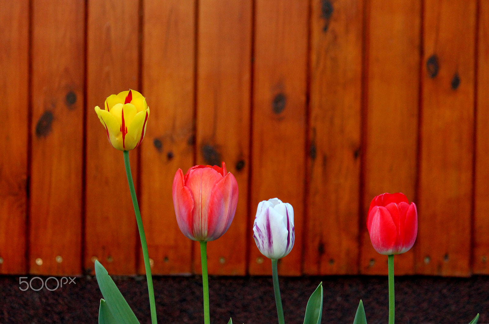 Canon EF-S 55-250mm F4-5.6 IS sample photo. Tulips photography