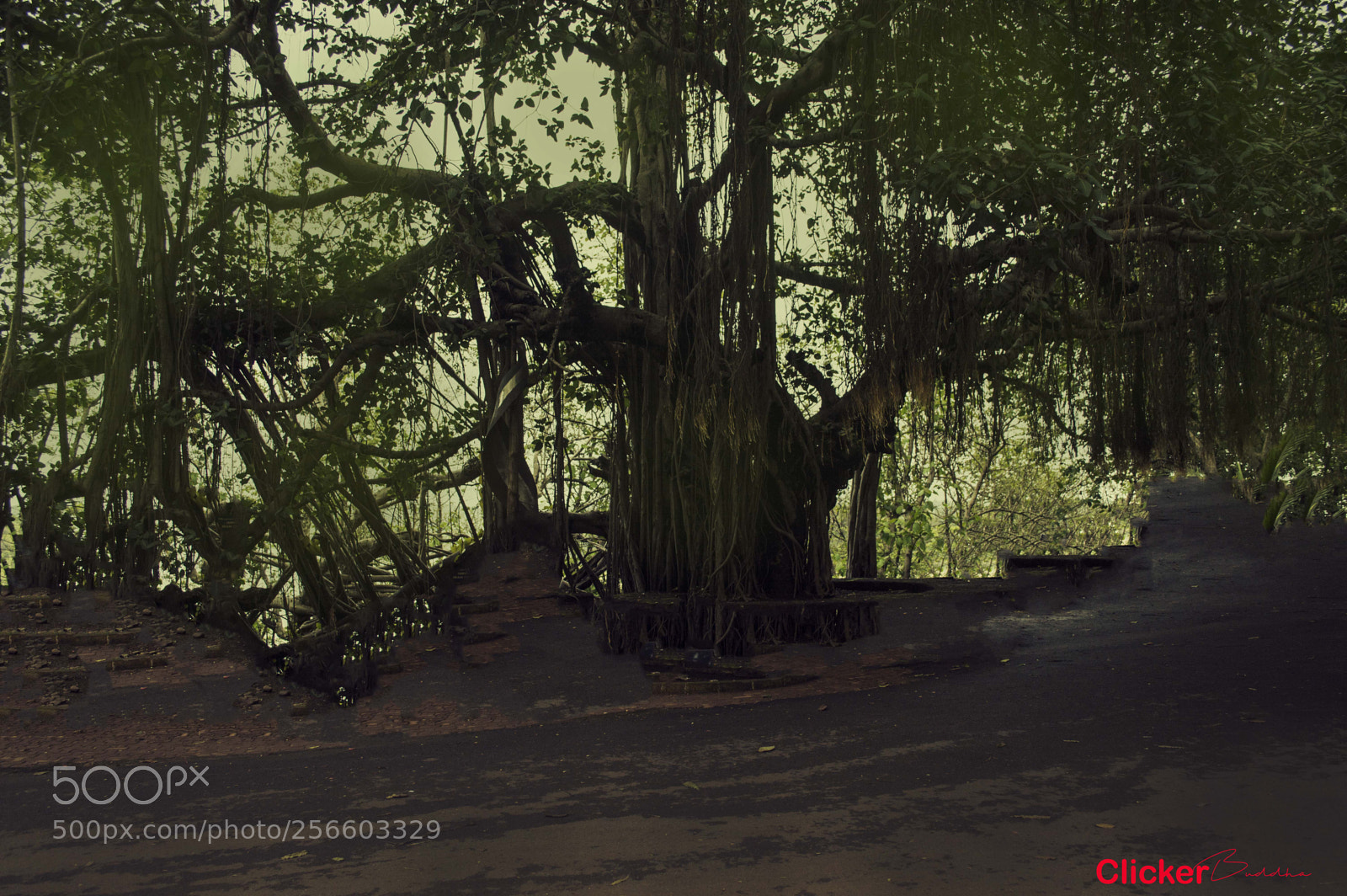 Nikon D3200 sample photo. The path photography