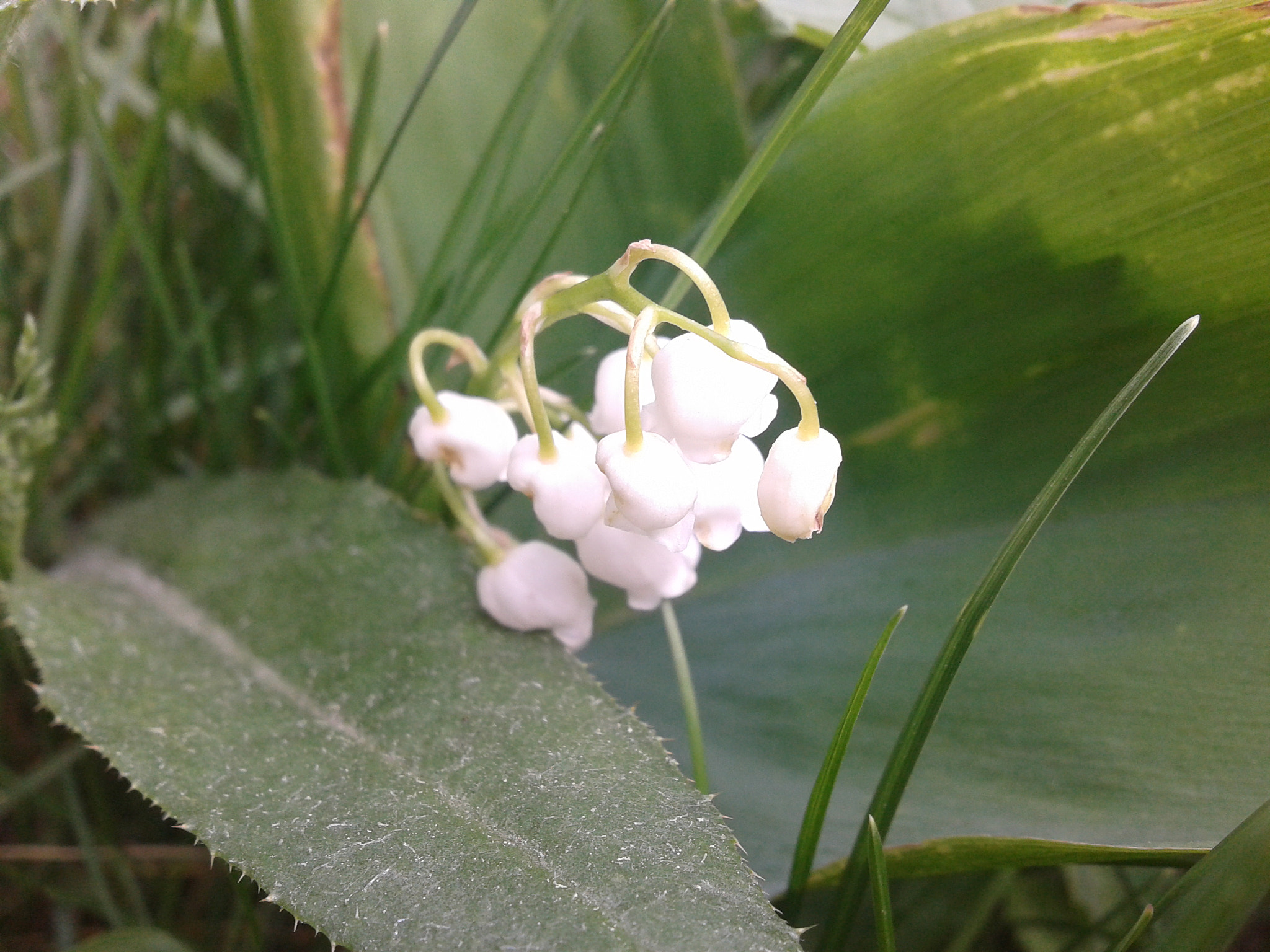 Samsung Galaxy Fit sample photo. 2017-06-03 14.02.58.jpg photography