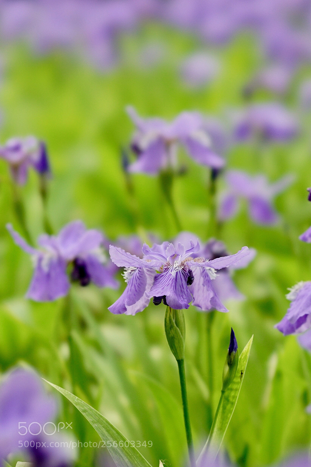 Sony a7 II sample photo. 浪漫的牙（胚） photography