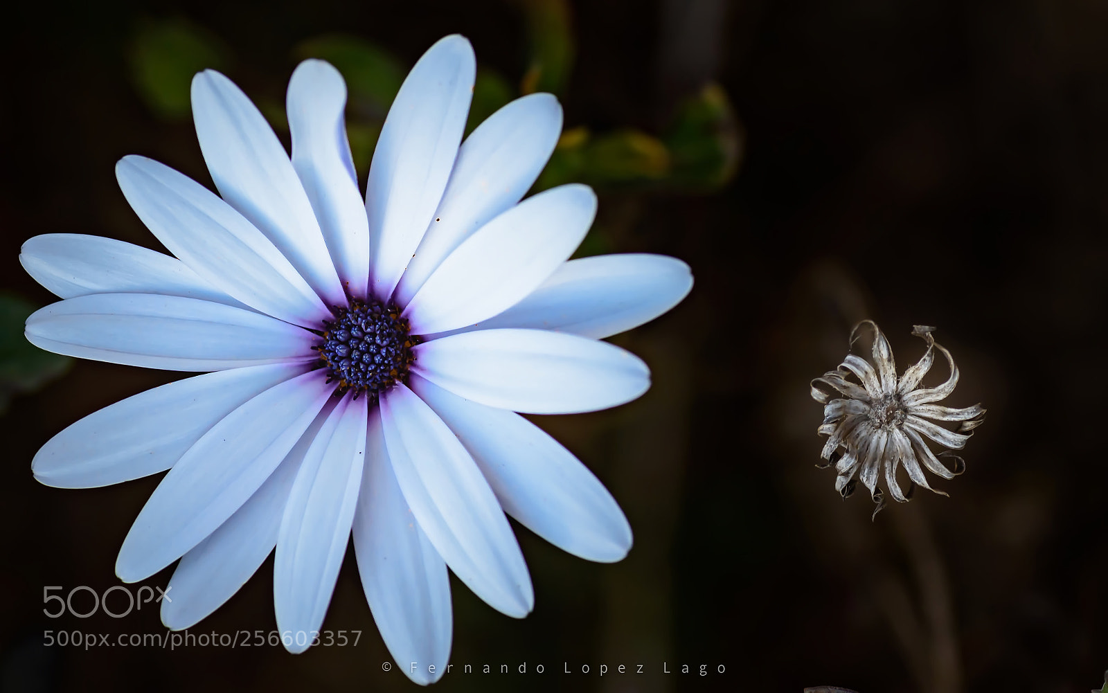 Nikon D7200 sample photo. Osteospermum photography