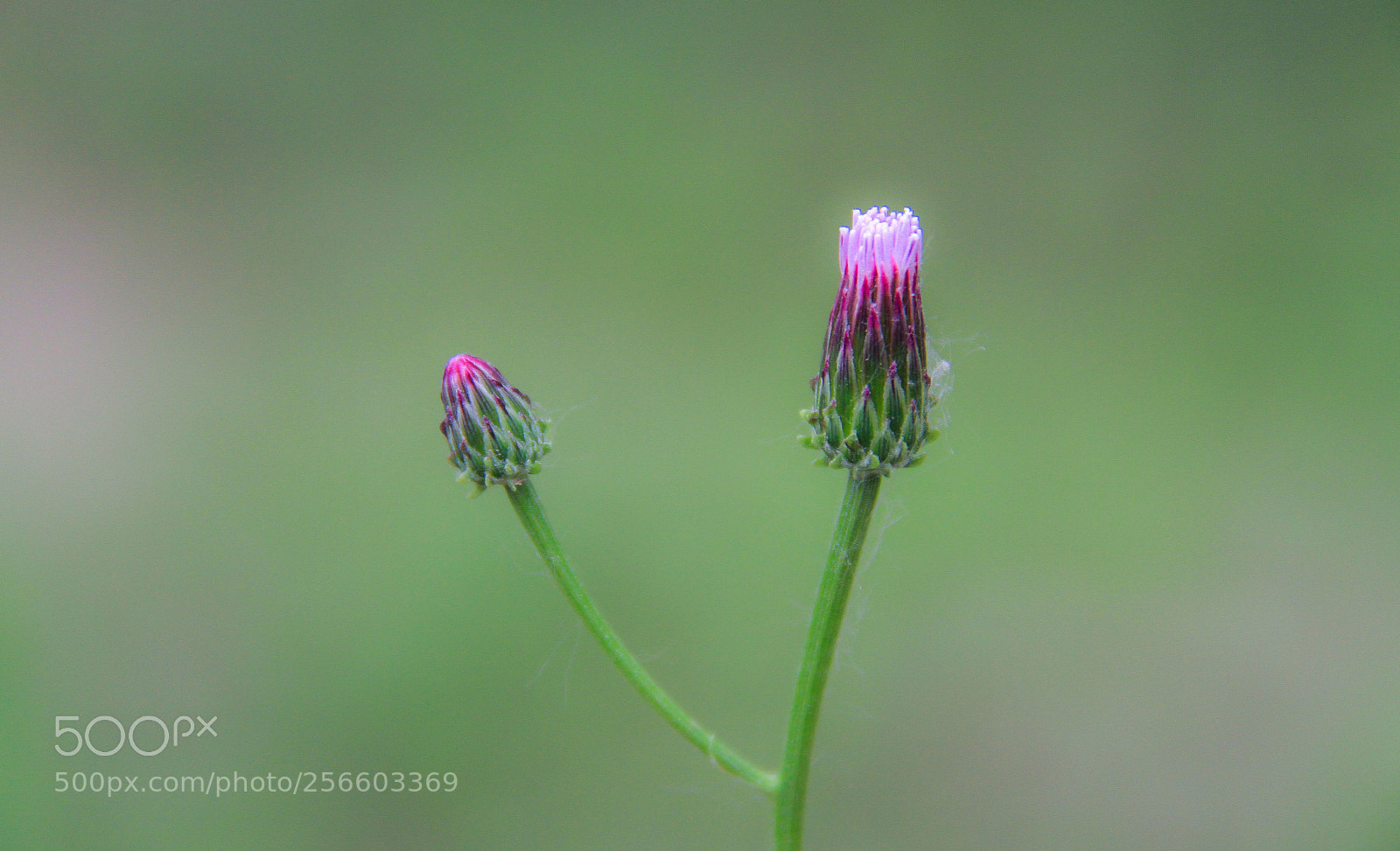 Canon EOS 7D sample photo. 花 photography
