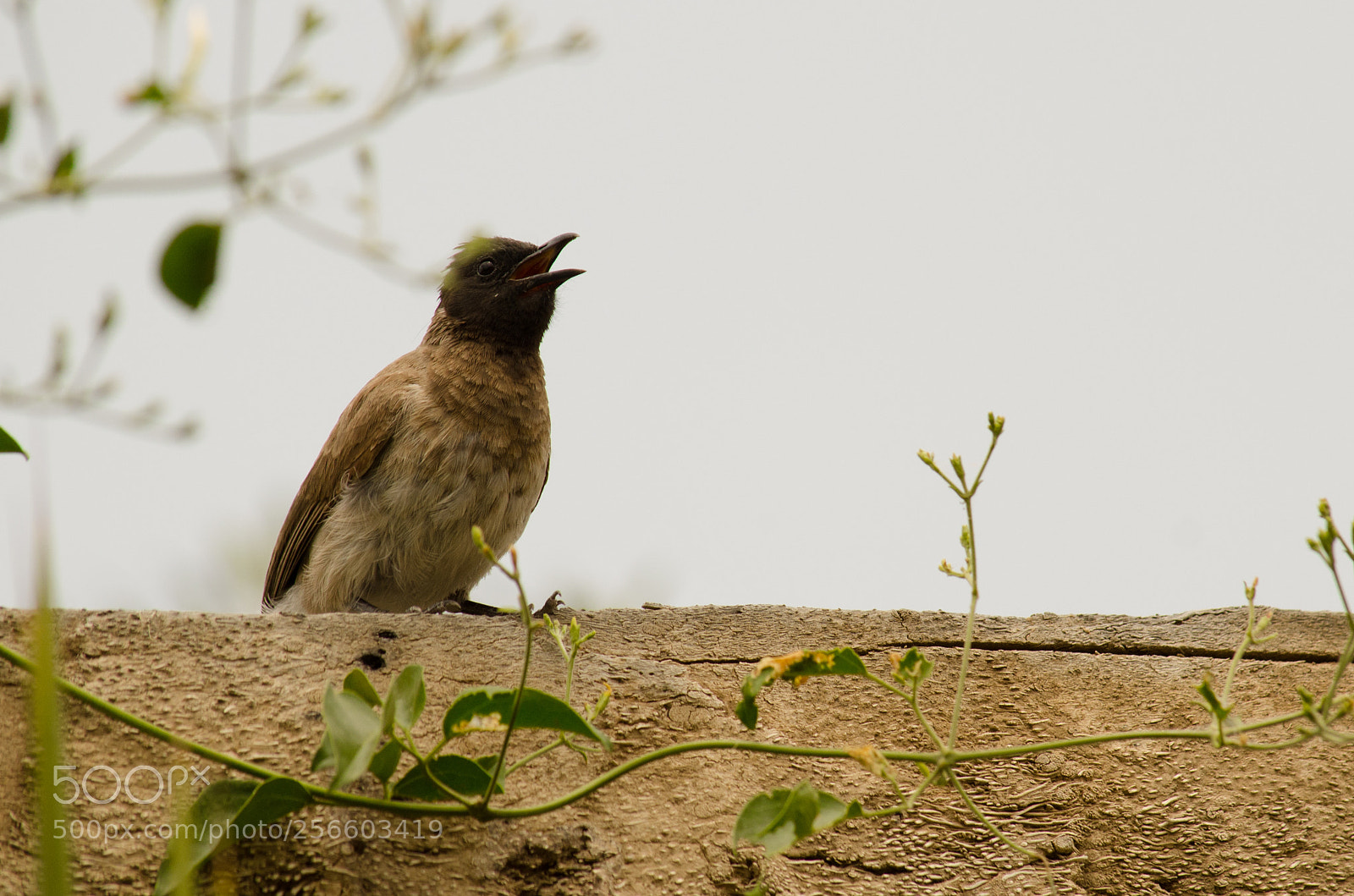 Nikon D7000 sample photo. Singing bulbul photography