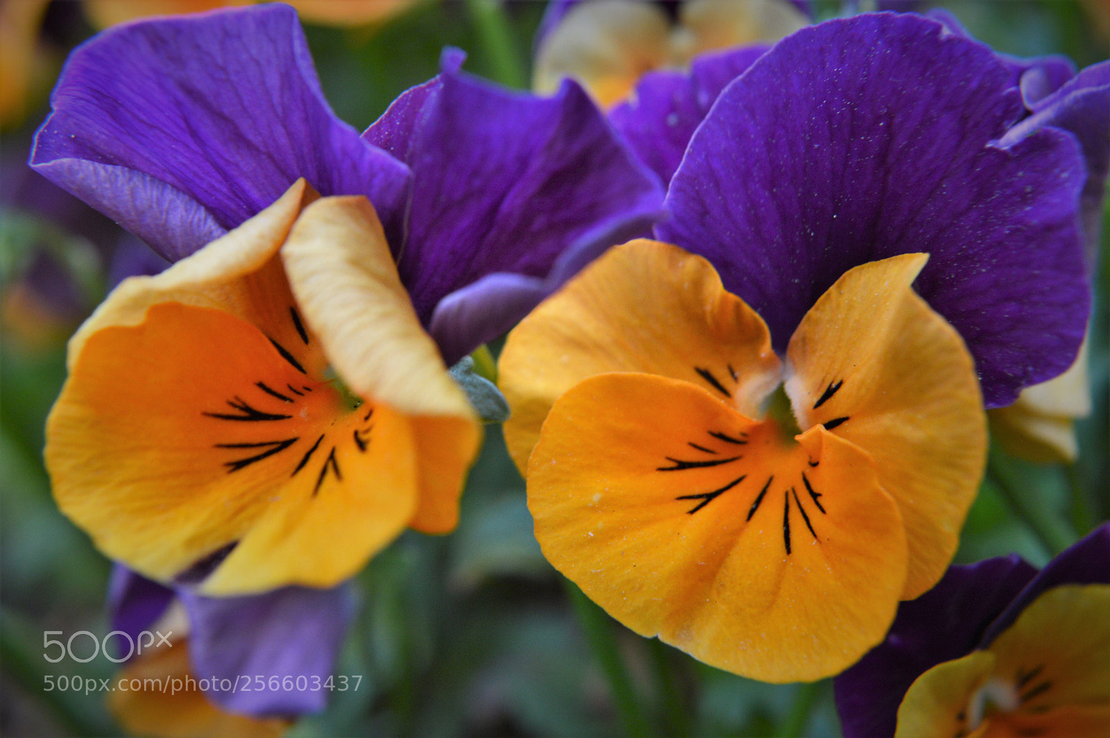 Nikon D3200 sample photo. Somebody's school colors photography