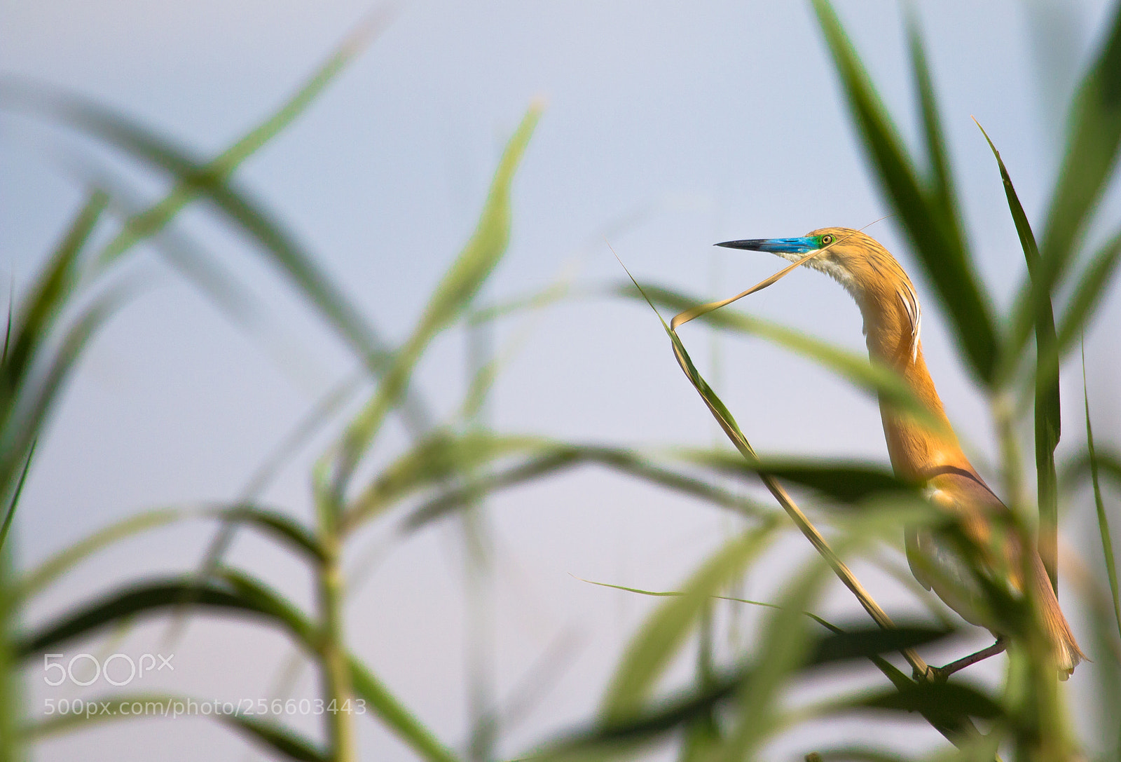 Canon EOS 70D sample photo. The hidden heron photography