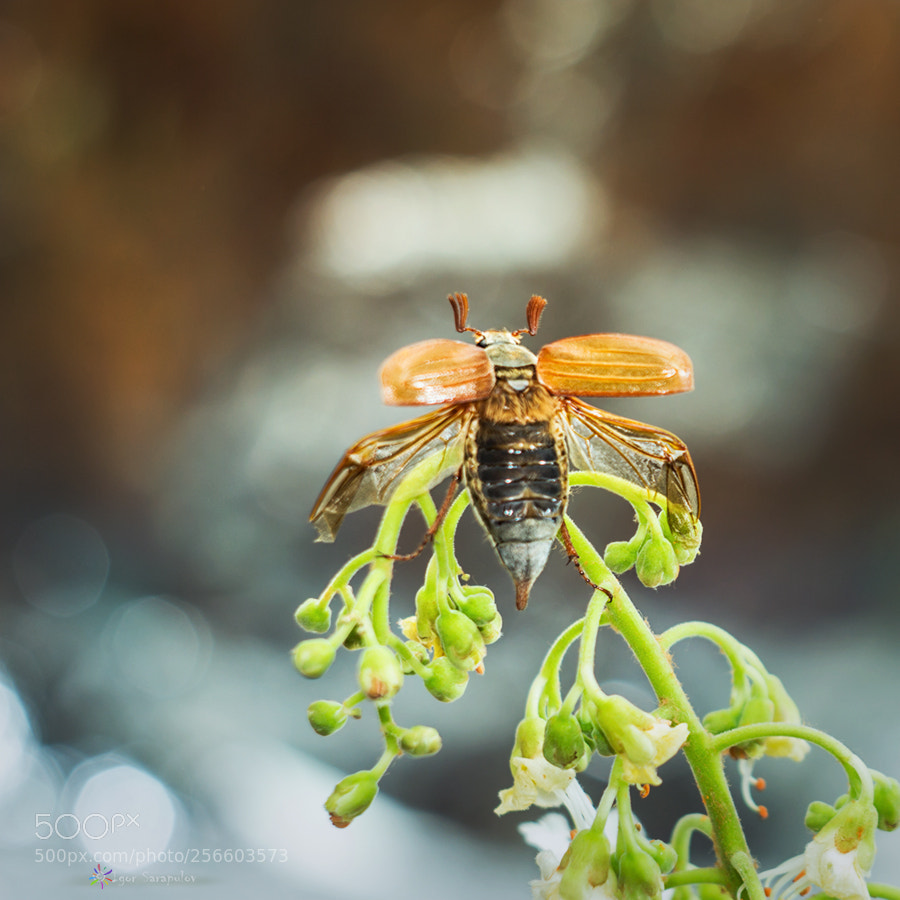 Canon EOS 60D sample photo. Melolontha photography