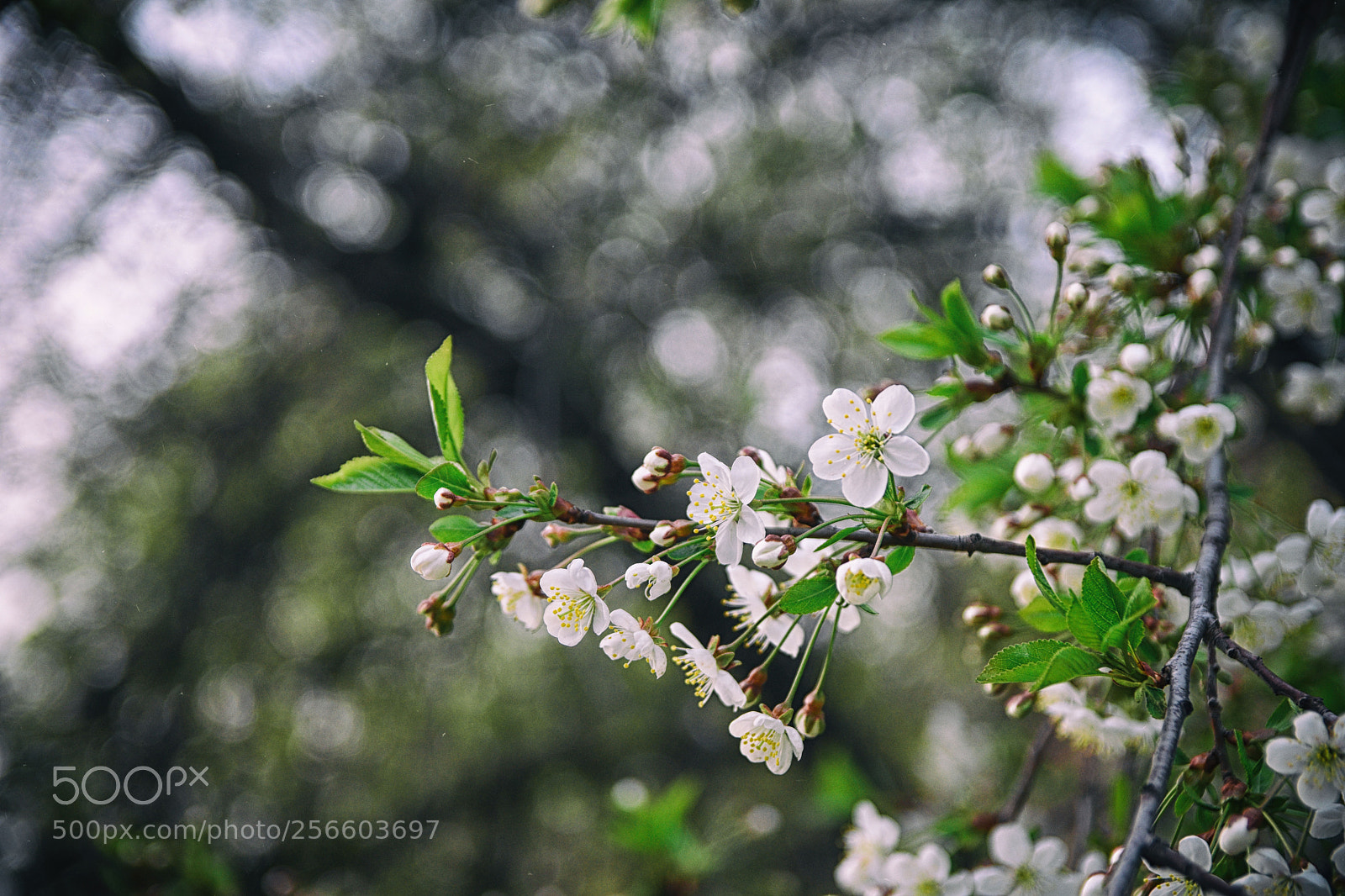 Nikon D7200 sample photo. Early bloom photography