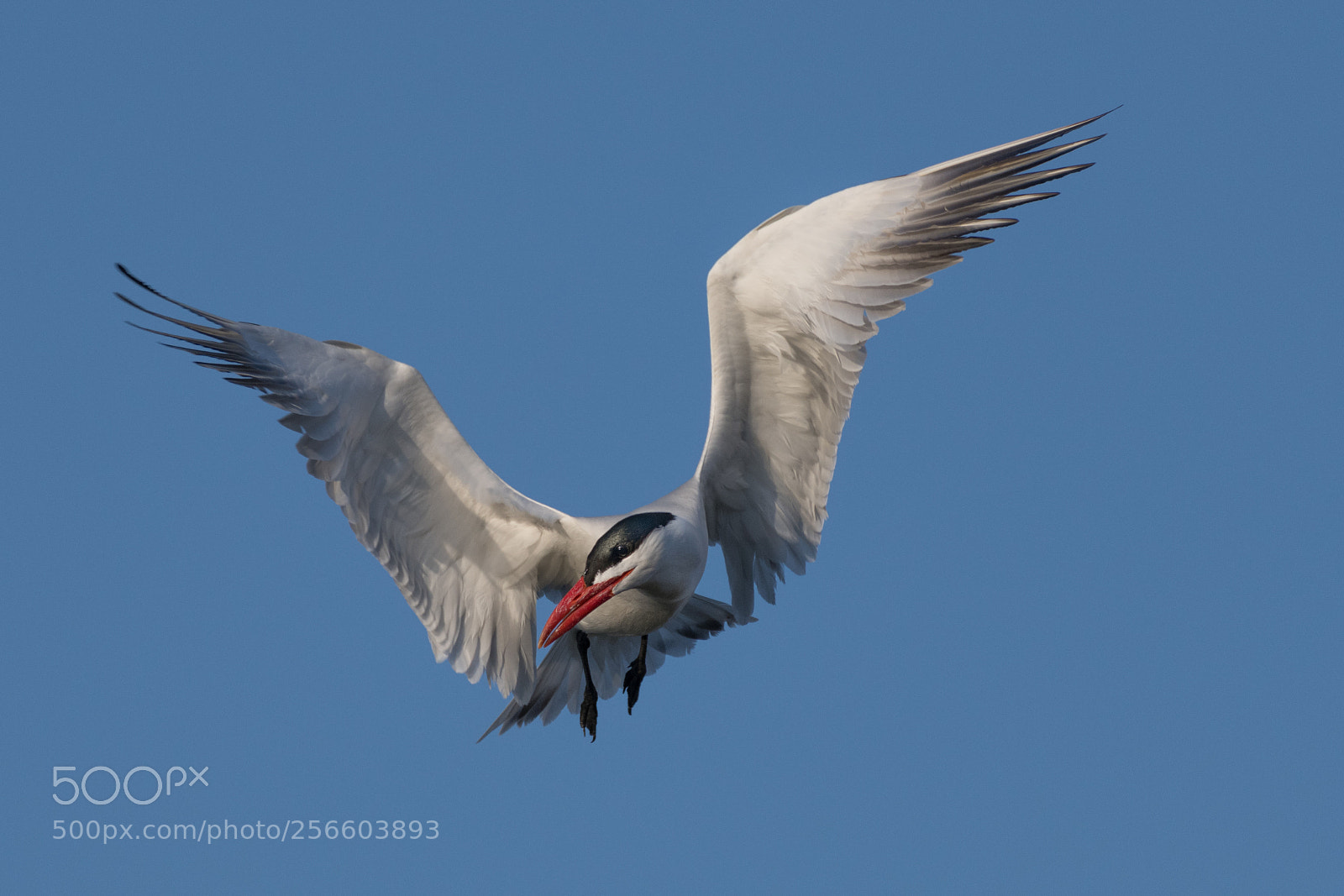 Nikon D850 sample photo. Caspian tern photography