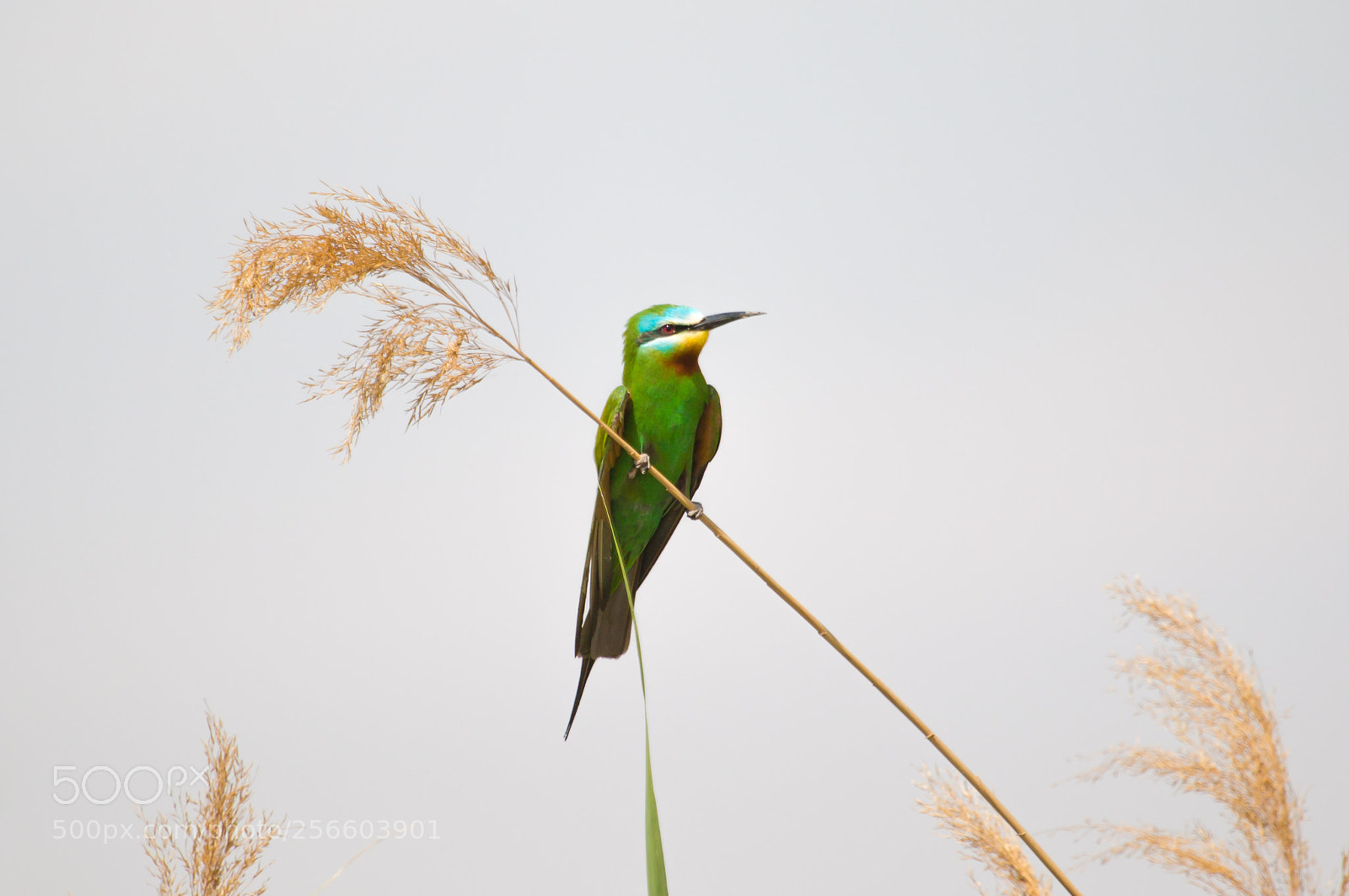 Canon EOS 70D sample photo. The bee eater photography
