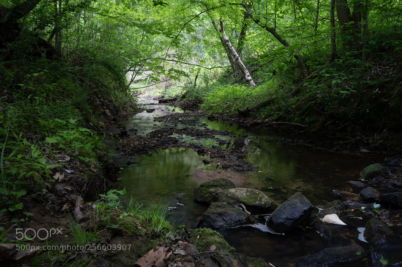 Sony a7 III sample photo. Hike by creek 2 photography