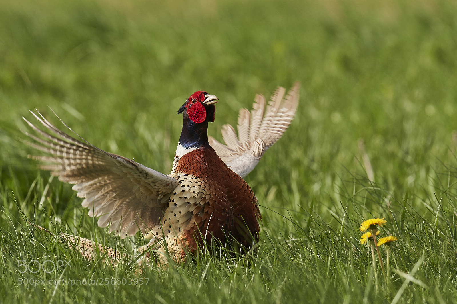 Nikon D500 sample photo. Ring-necked pheasant photography