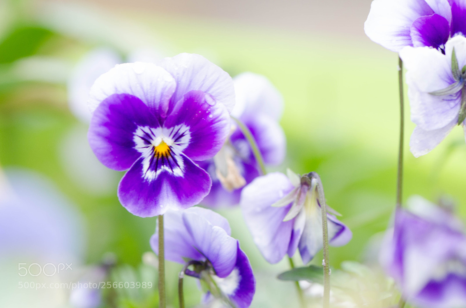 Nikon D7000 sample photo. Untitled photography