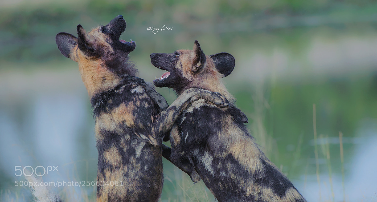 Nikon D3 sample photo. You crack me up photography
