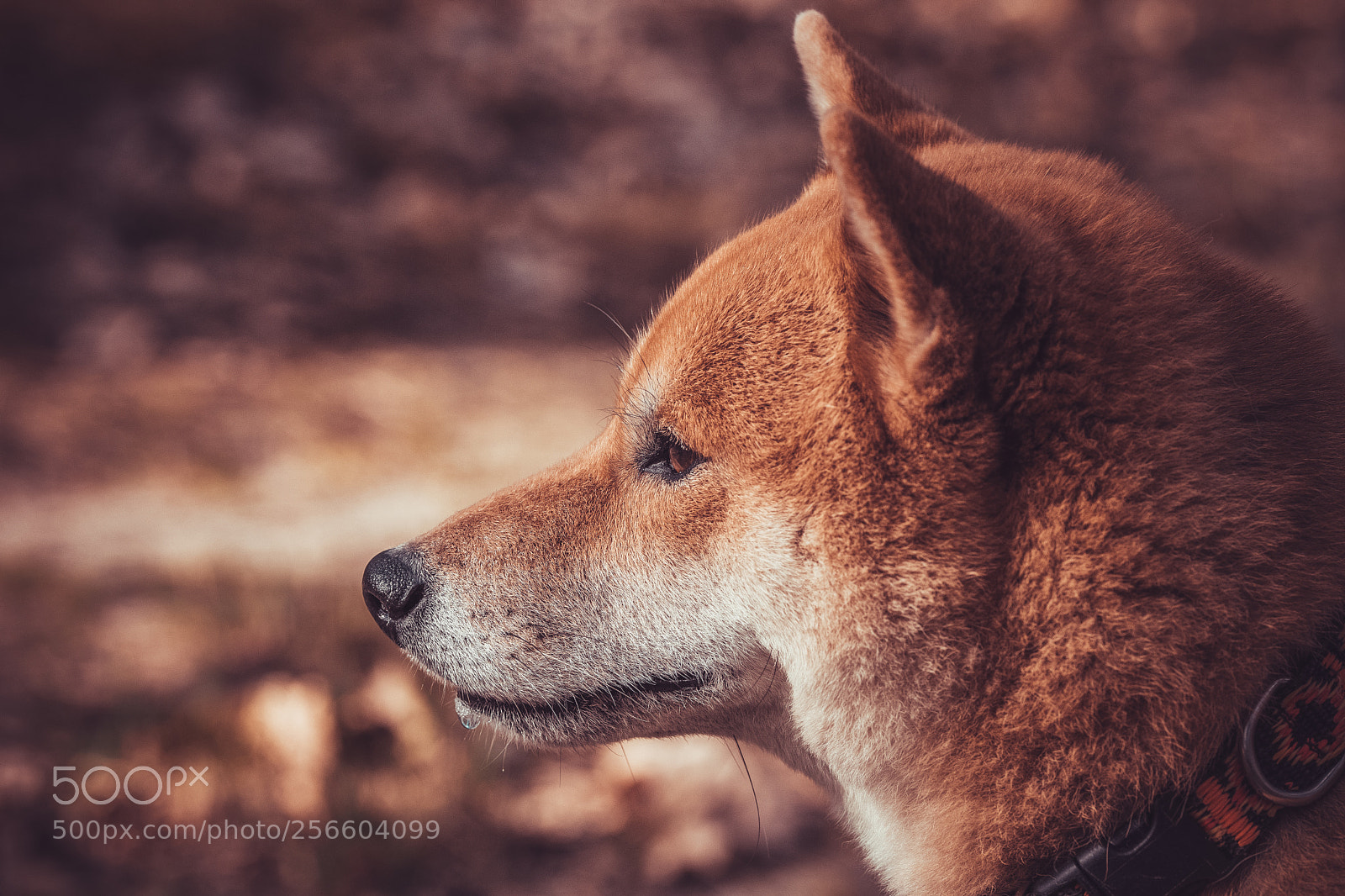 Nikon D7200 sample photo. Shiba inu photography