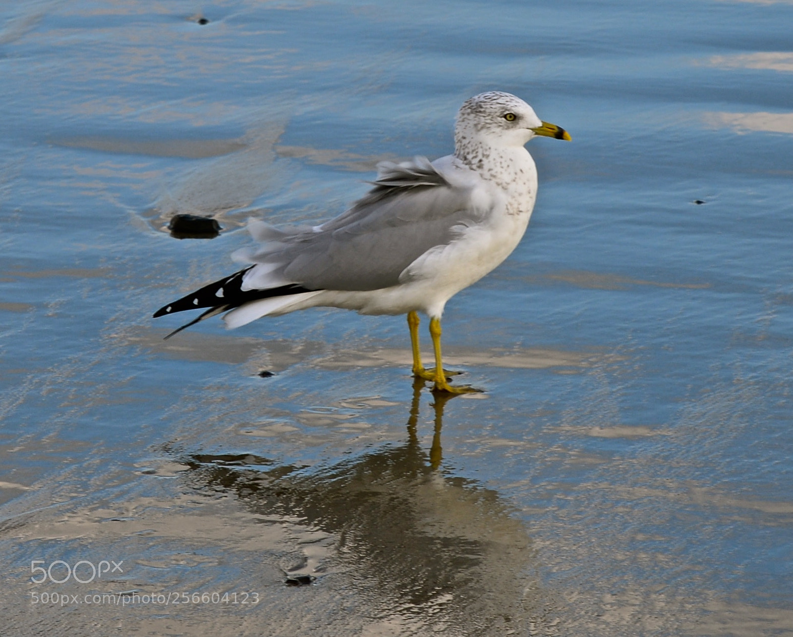 Nikon D600 sample photo. Seagull at water's edge photography