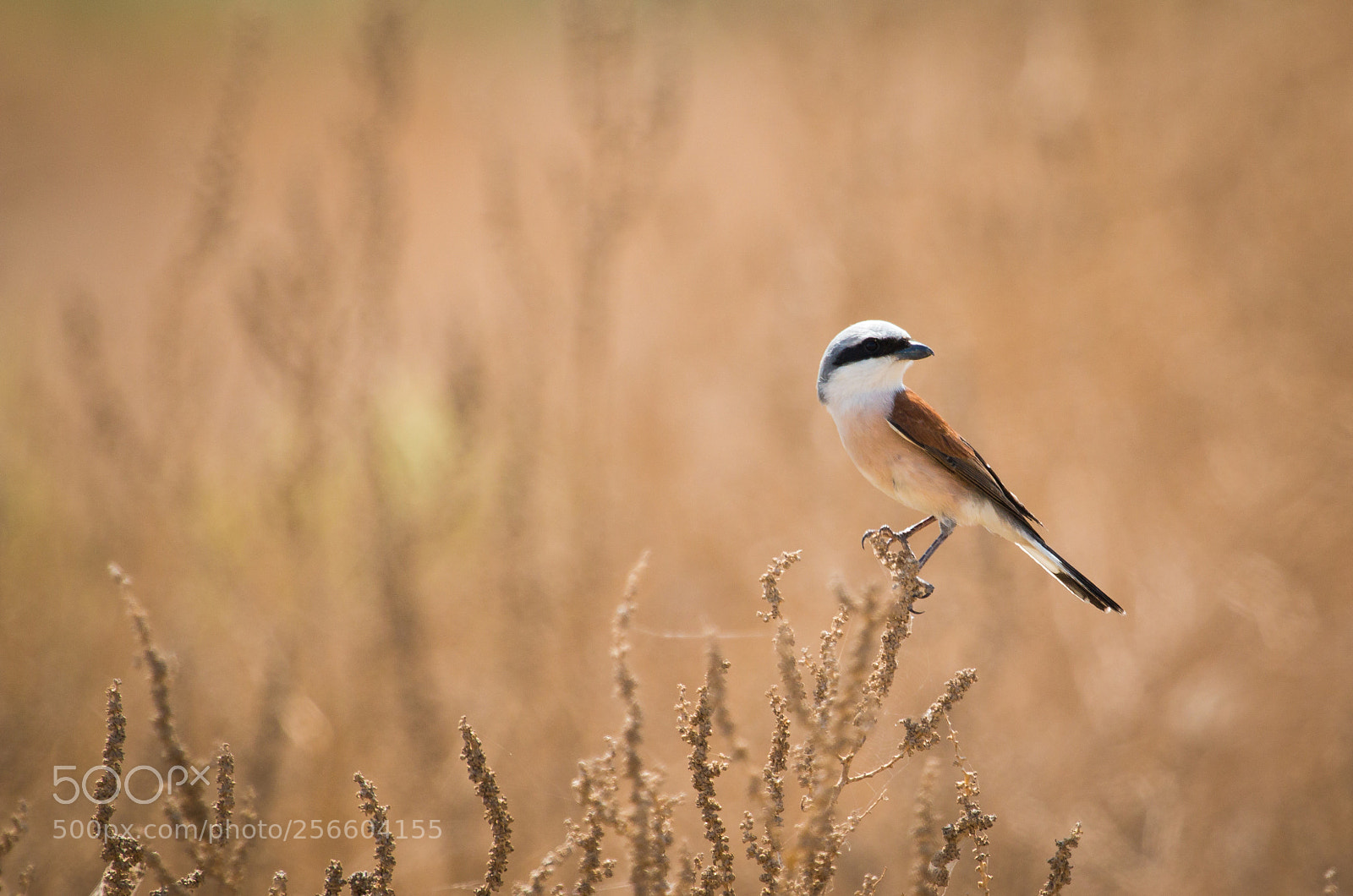 Canon EOS 70D sample photo. The shrike photography