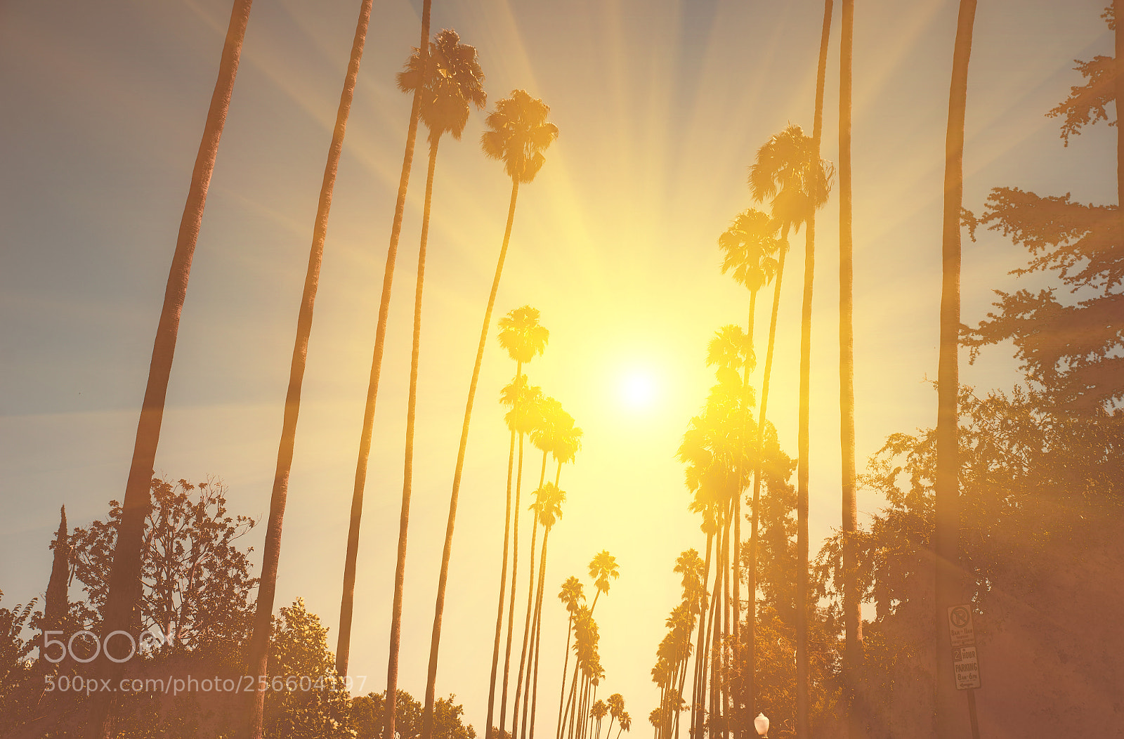 Nikon D610 sample photo. Palm trees in beverly photography