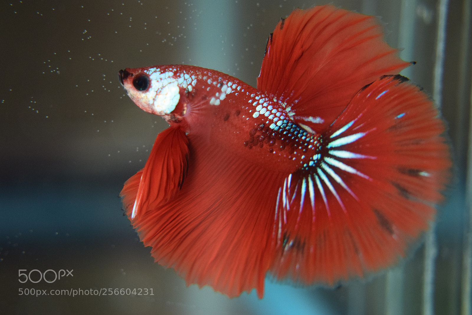 Nikon D3300 sample photo. Betta fish photography