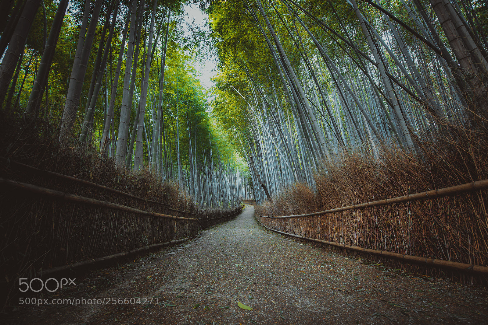Nikon D610 sample photo. Bamboo forest in kyoto photography